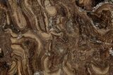 Polished Fossil Stromatolite (Chlorellopsis?) Slab - Wyoming #357265-1